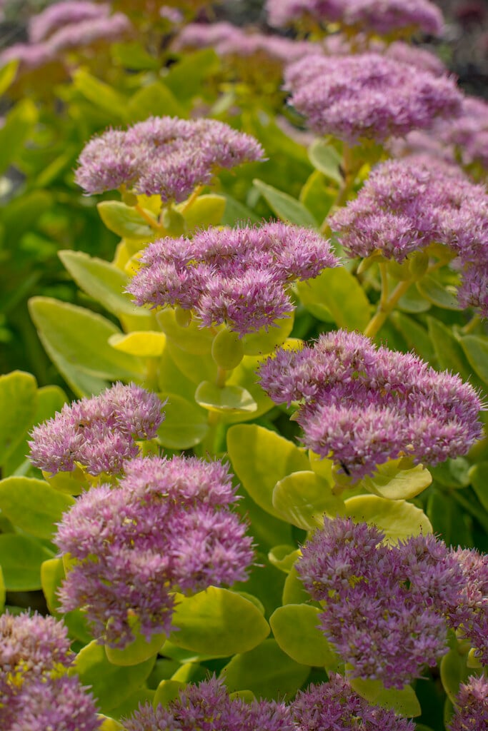 <i>Hylotelephium</i> <i>spectabile</i> 'Crystal Pink'