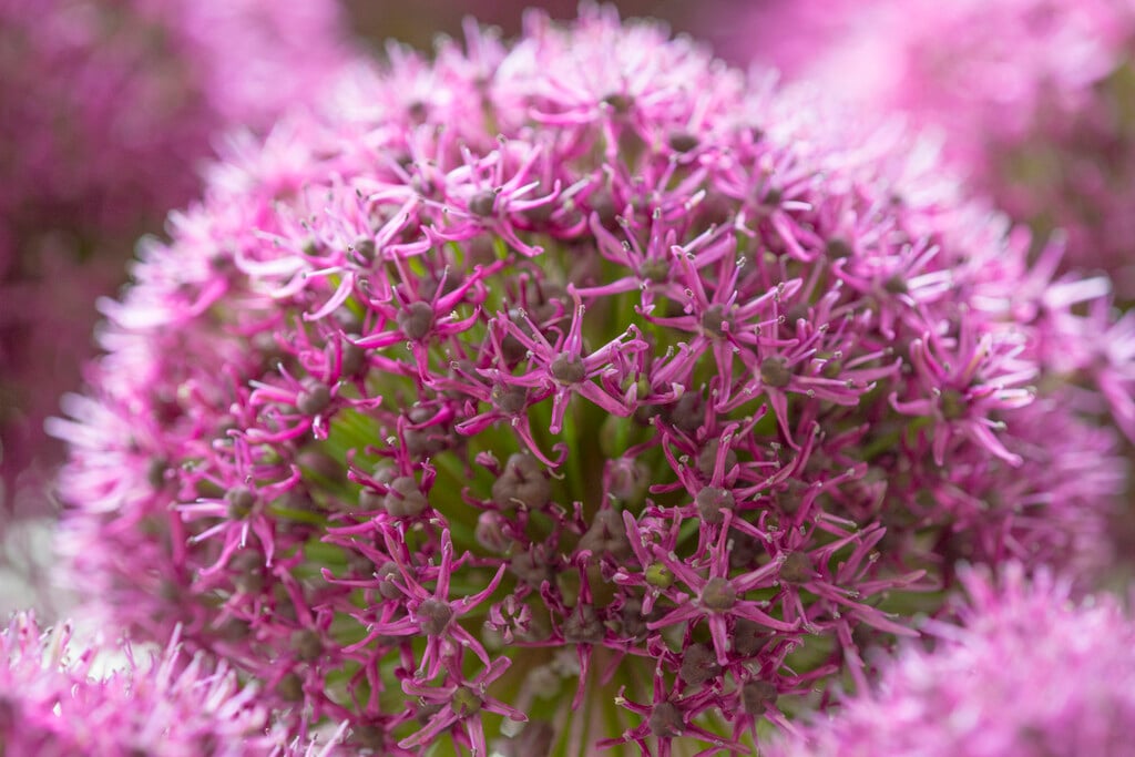 Allium Ostara Allium Ostara Bulbs Rhs Gardening