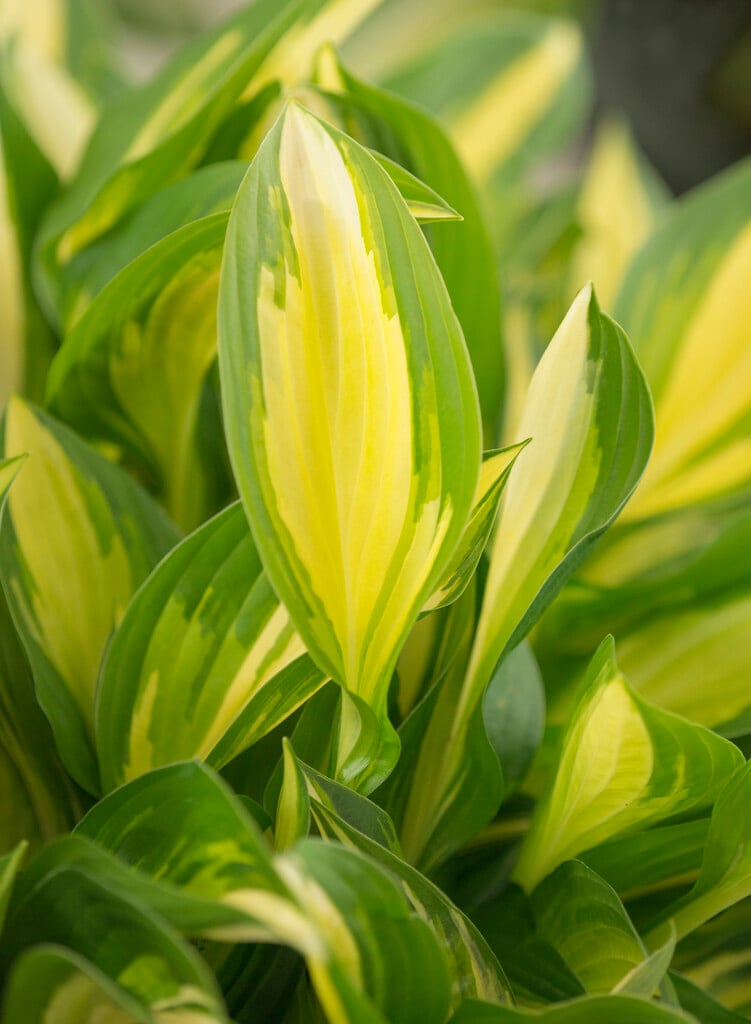 plantain lily 'Lakeside Little Tuft'