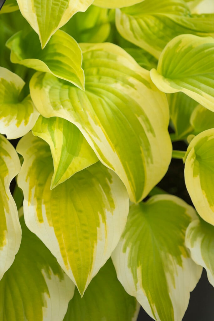 Hosta &Spring Morning& | Herbaceous Perennial/RHS