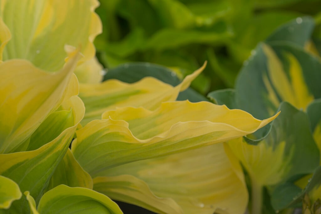 <i>Hosta</i> 'Dutch Flame' (v)