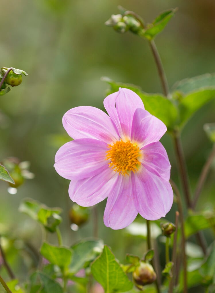 <i>Dahlia</i> <i>sorensenii</i>
