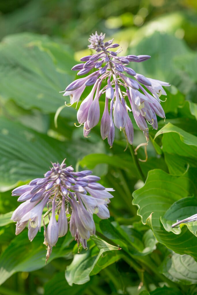 <i>Hosta</i> 'Hirao Majesty'