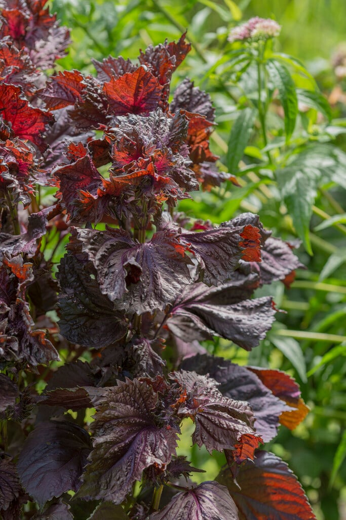 beefsteak plant