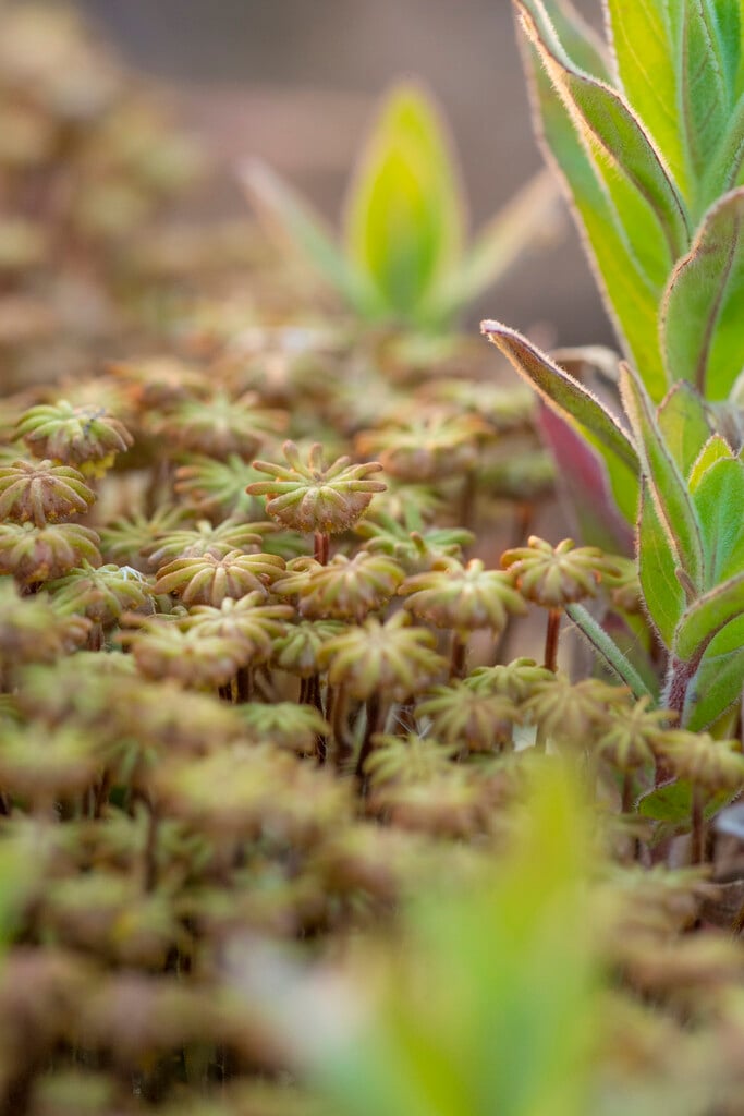 <i>Marchantia</i> <i>polymorpha</i>