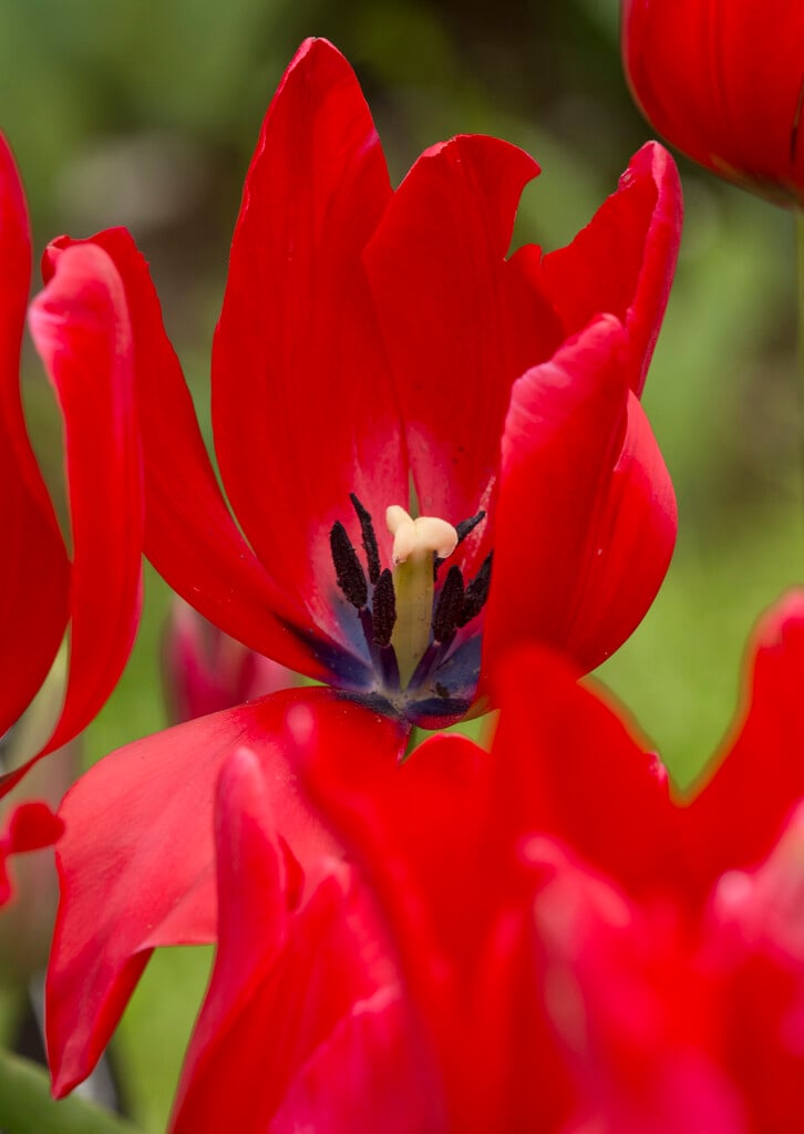 <i>Tulipa</i> <i>gesneriana</i> 'Rosea'