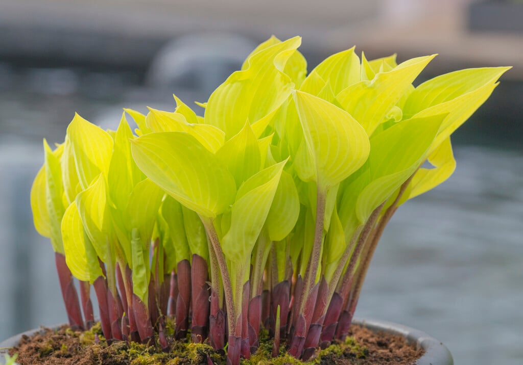 plantain lily 'Designer Genes'