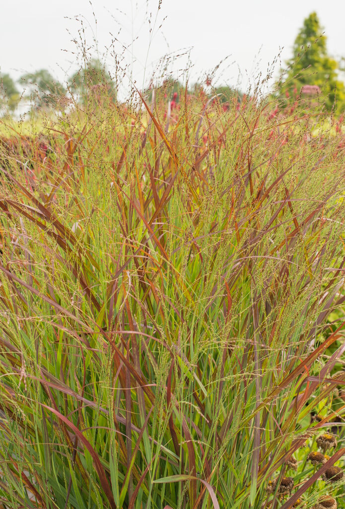 <i>Panicum</i> <i>virgatum</i> 'Kurt Bluemel'