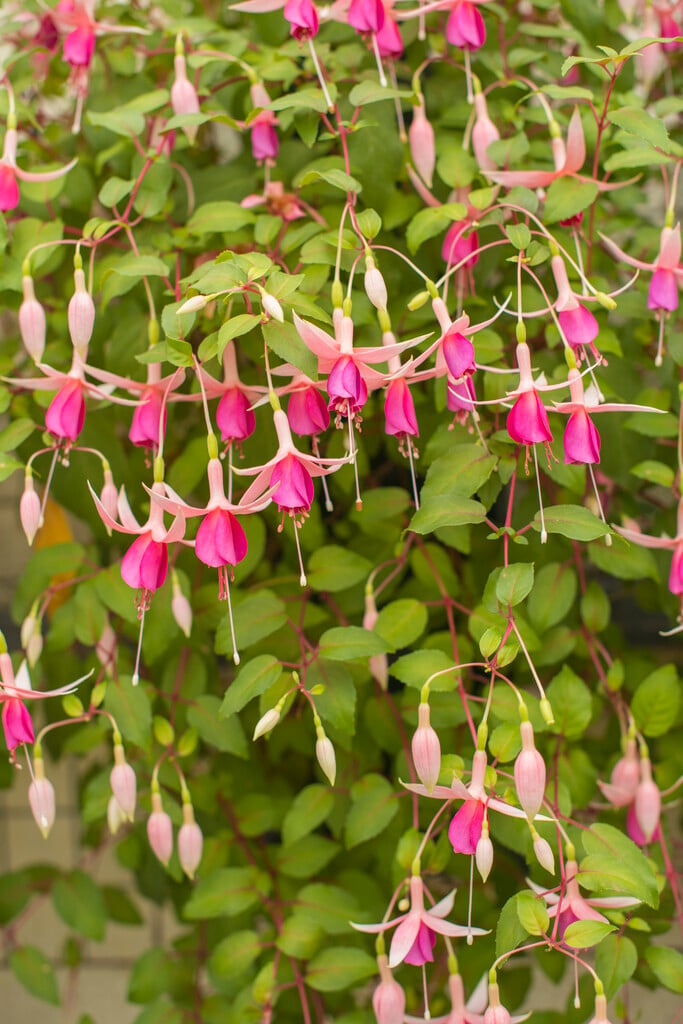 fuchsia 'Put's Folly'