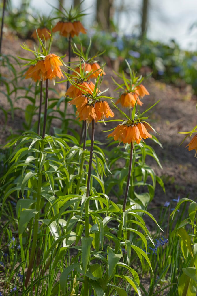 <i>Fritillaria</i> <i>imperialis</i> 'Early Magic'