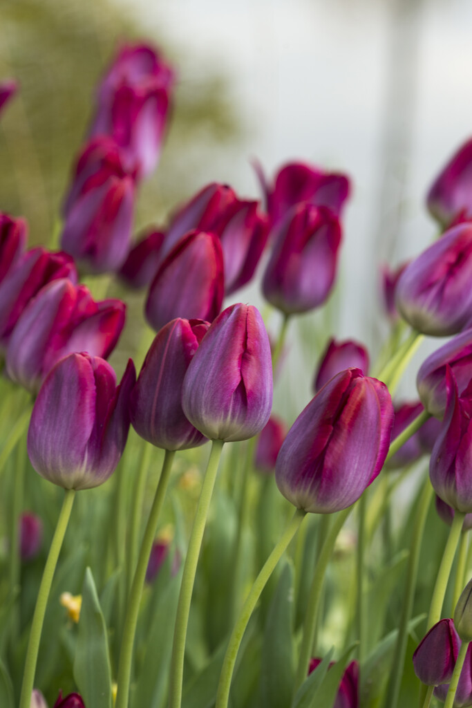 tulip 'Pittsburg'