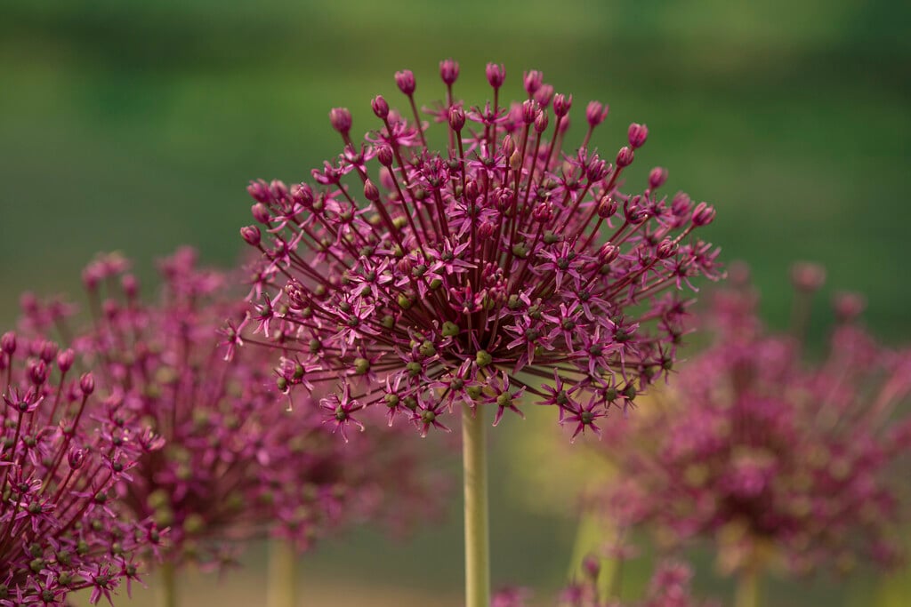<i>Allium</i> 'Bolero'