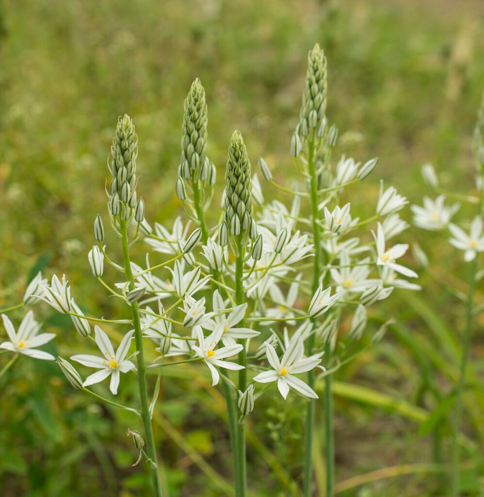 <em>Ornithogalum</em> <em>ponticum</em> 'Sochi'