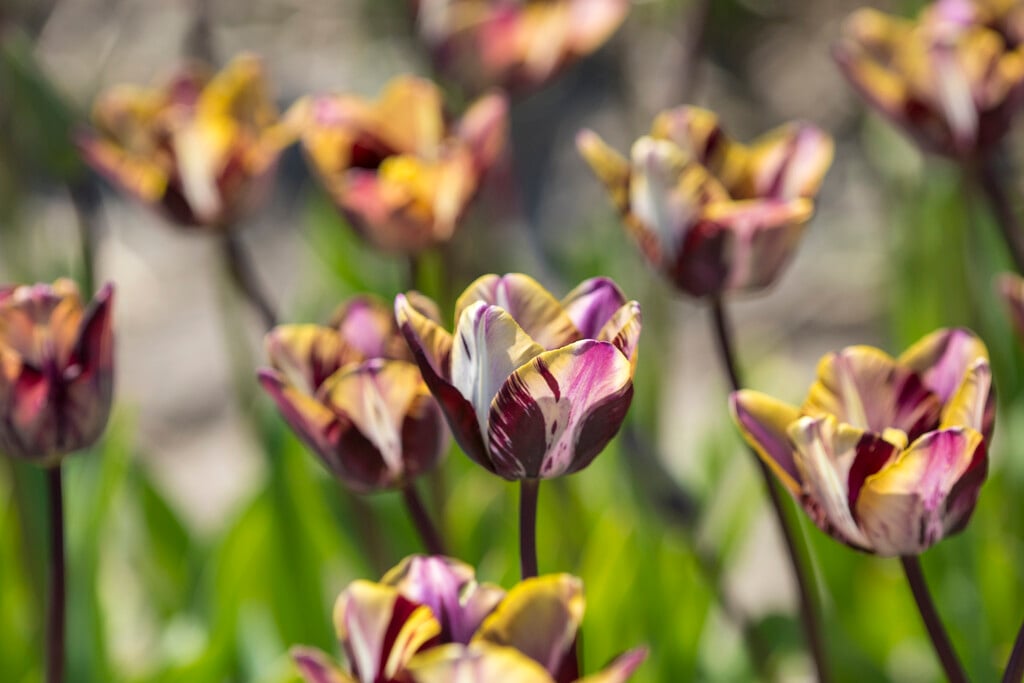 tulip 'Insulinde'