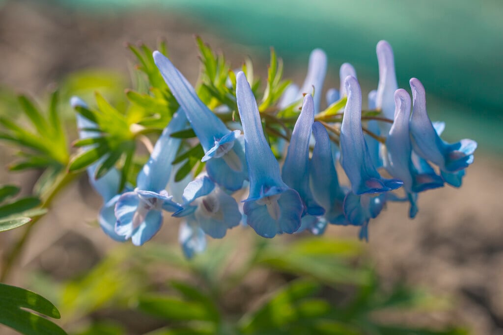<i>Corydalis</i> <i>remota</i>