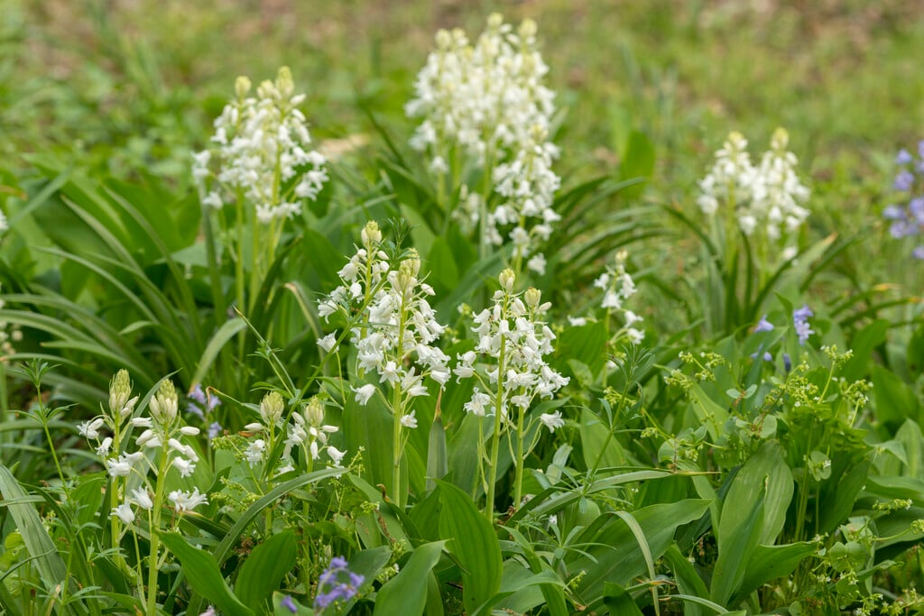 <i>Hyacinthoides</i> <i>hispanica</i> 'White City'