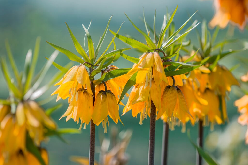 <i>Fritillaria</i> <i>imperialis</i> 'Early Magic'