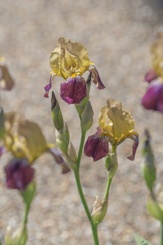 elder-scented iris