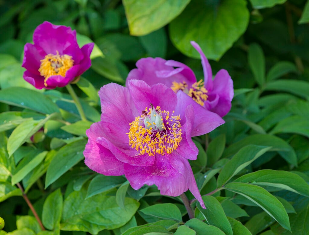 <i>Paeonia</i> <i>daurica</i> subsp. <i>wittmanniana</i>