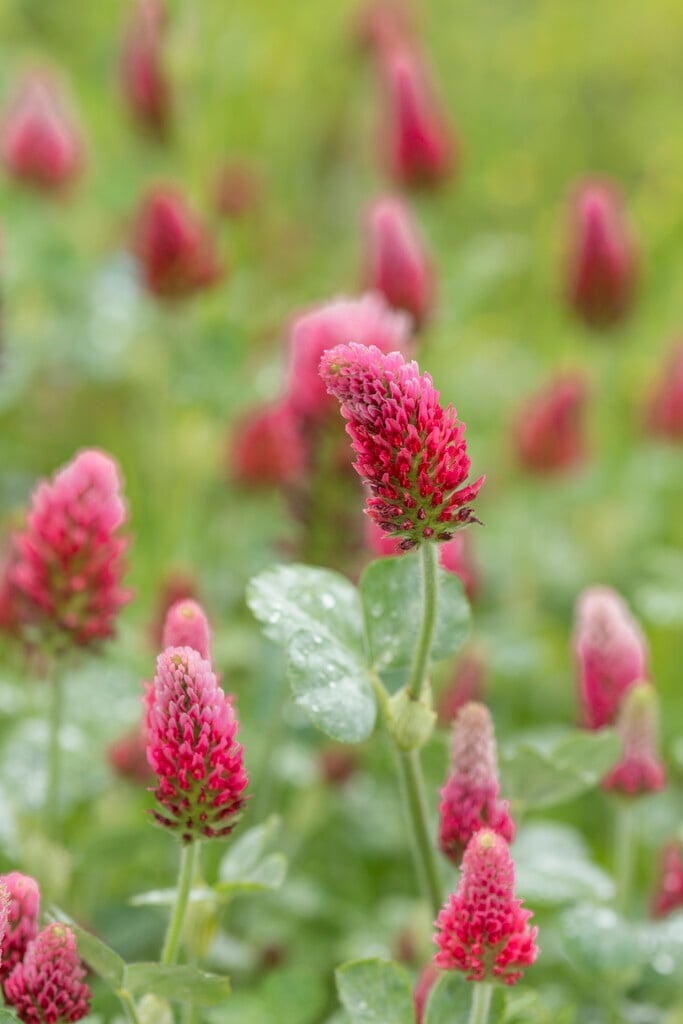 crimson clover