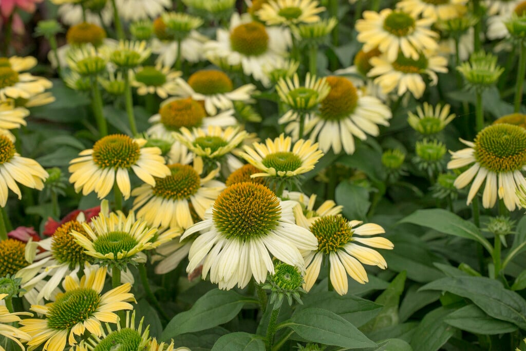 coneflower [Mooodz Shiny]