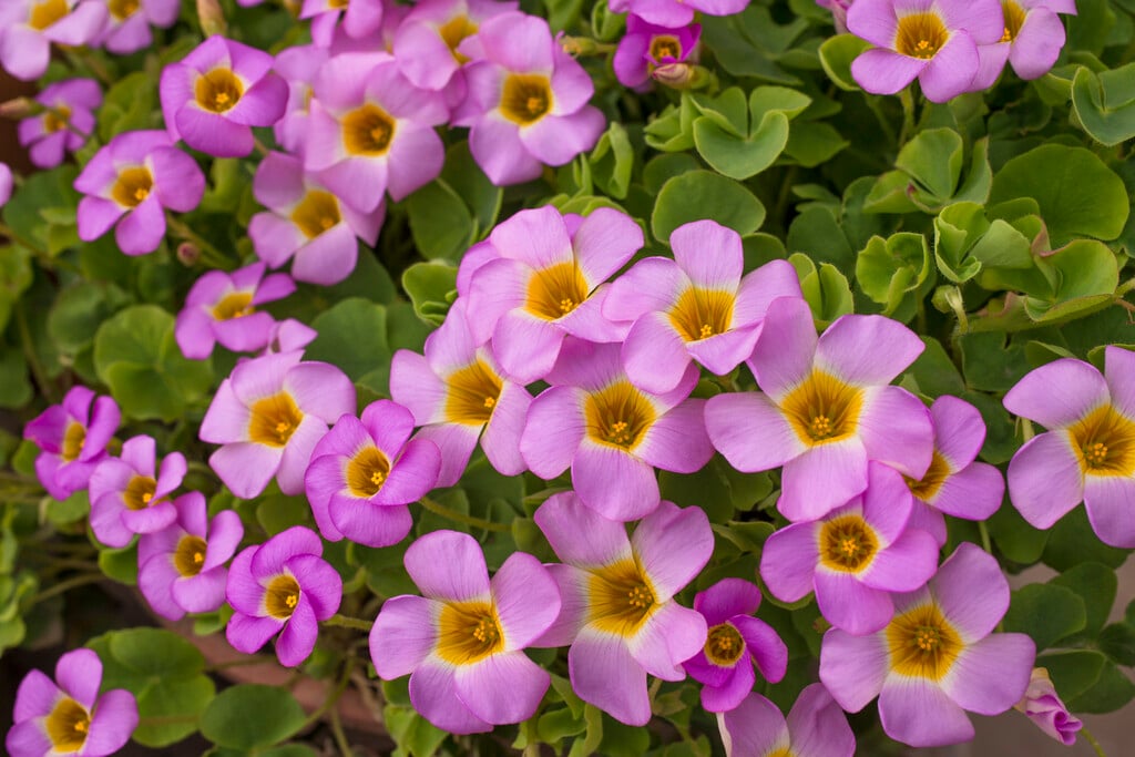 <i>Oxalis</i> <i>depressa</i>