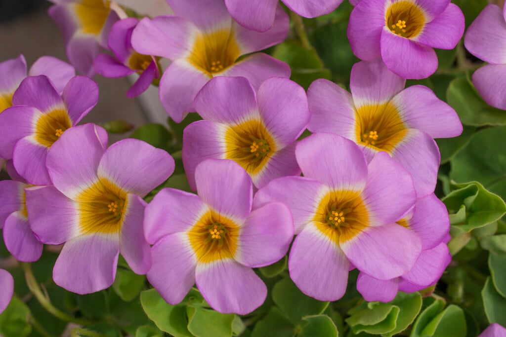 <i>Oxalis</i> <i>depressa</i>