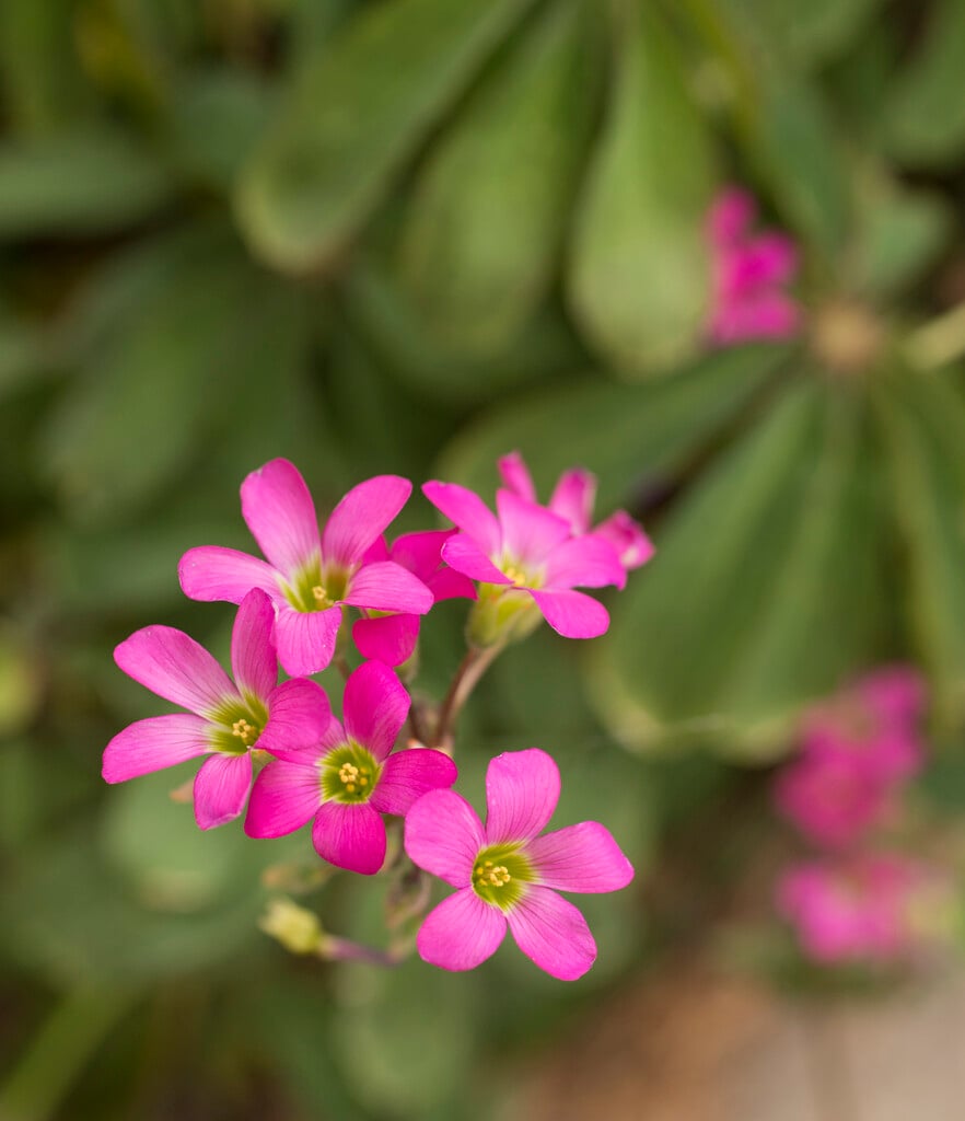 woolly-stemmed wood sorrel