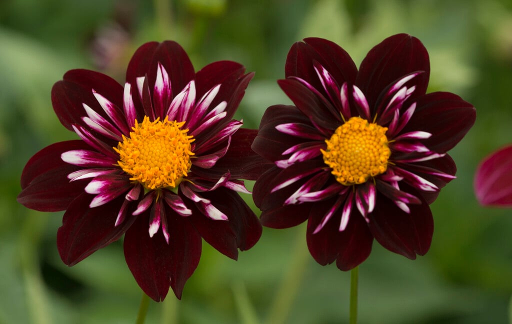 dahlia 'Night Butterfly'