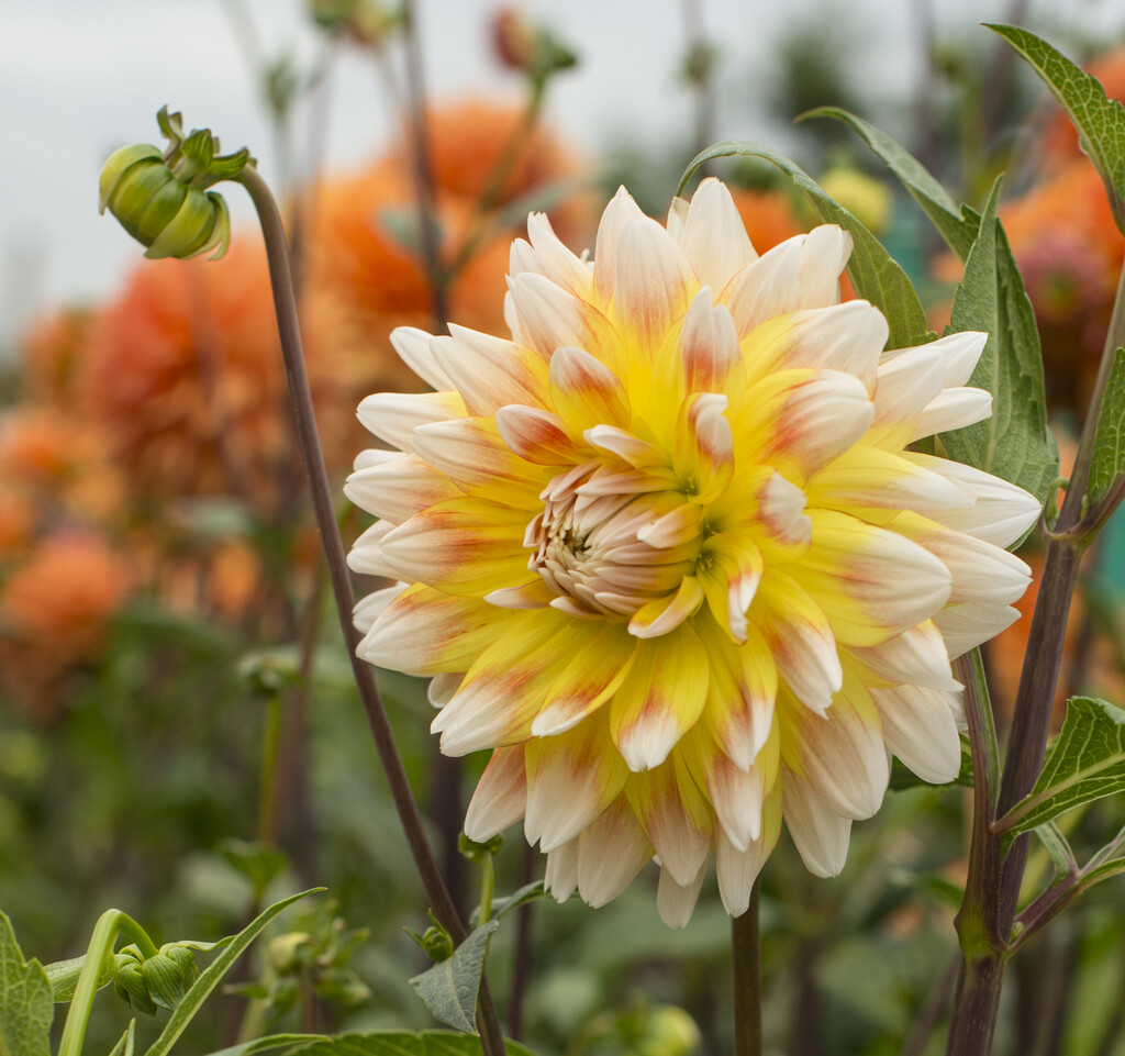<i>Dahlia</i> 'Peaches and Cream' (D)
