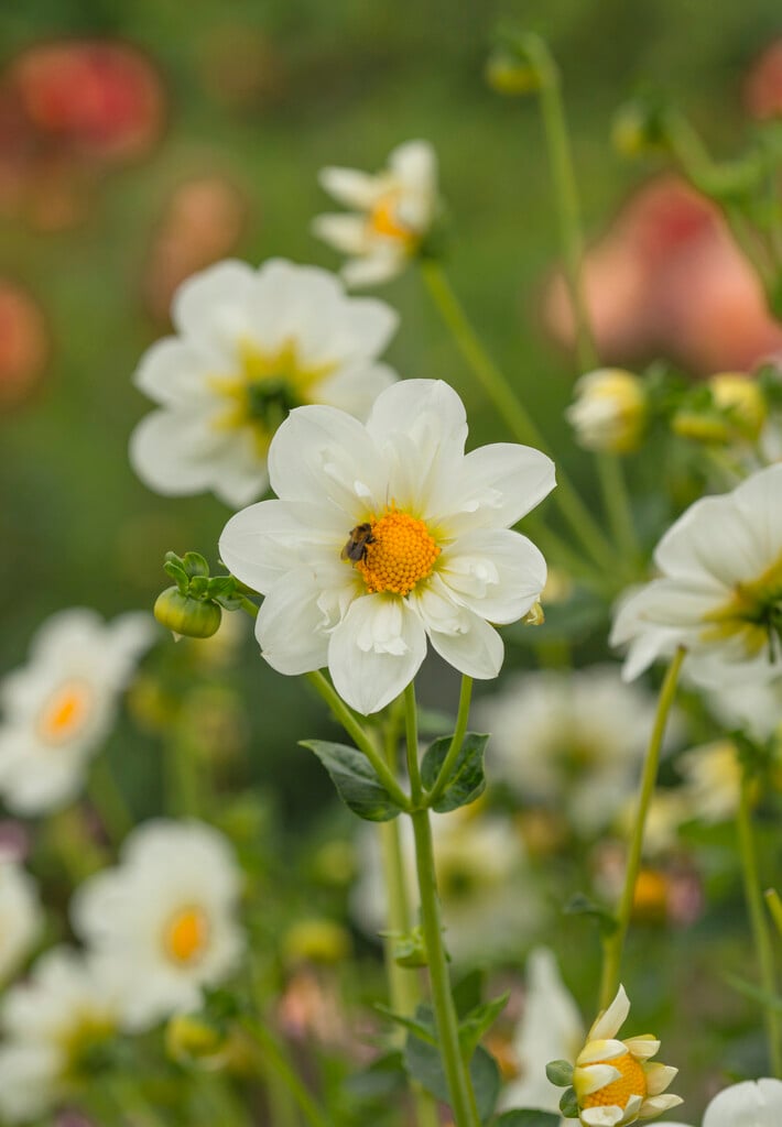 dahlia 'Twyning's White Chocolate'