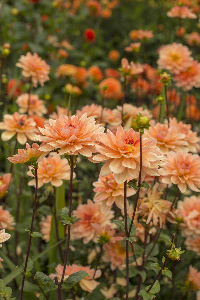 <i>Dahlia</i> 'Yvonne Geerlings' (WL)