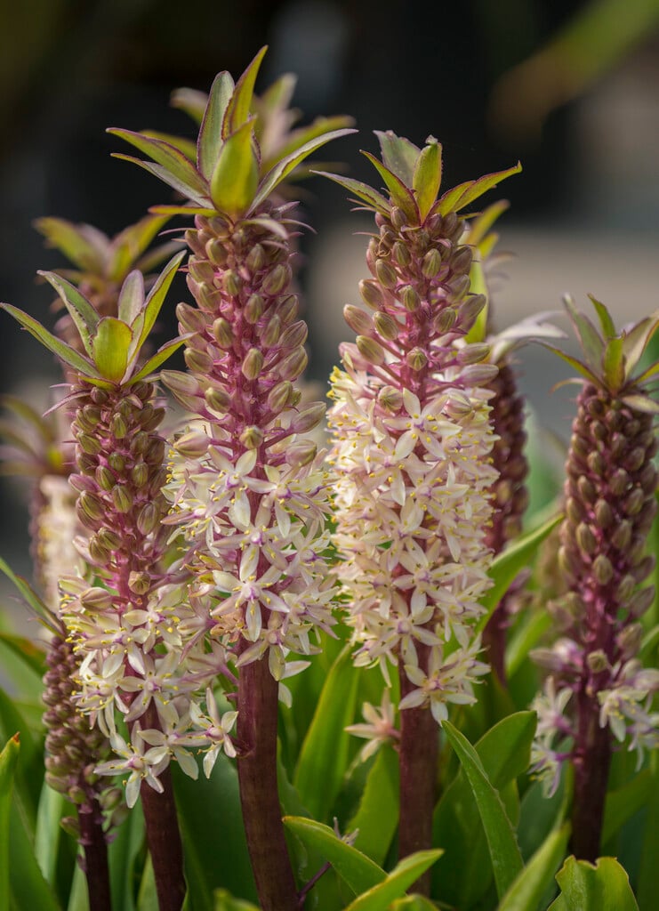 pineapple lily