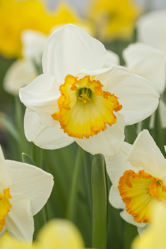 <i>Narcissus</i> 'Sunrise Kingdom' (2)