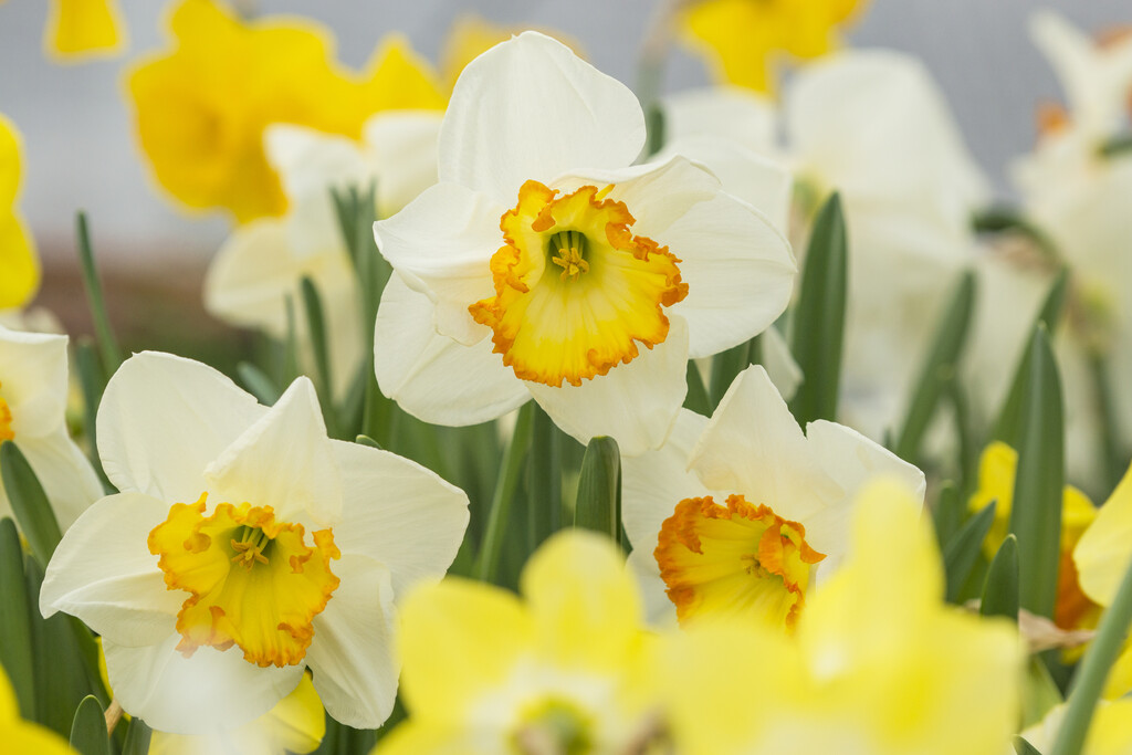 <i>Narcissus</i> 'Sunrise Kingdom' (2)