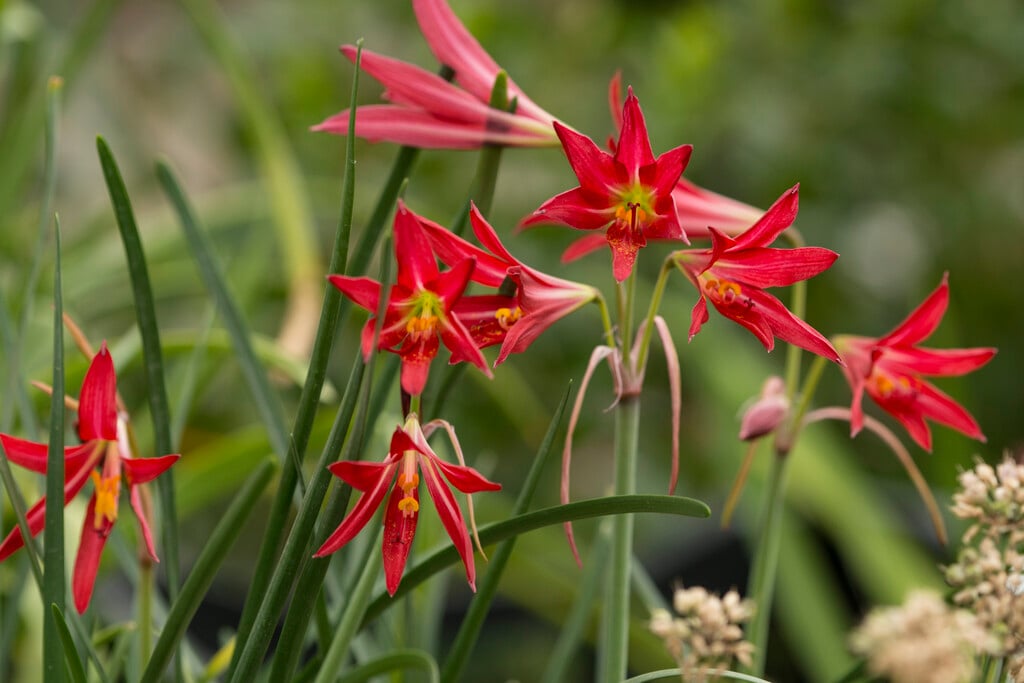 <i>Rhodophiala</i> <i>advena</i>