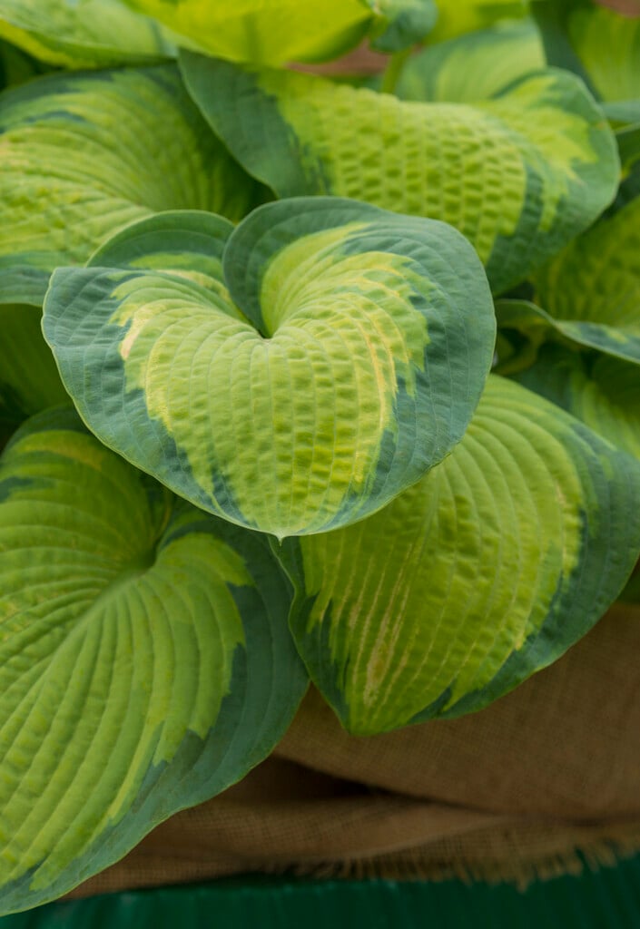 plantain lily 'George Smith'