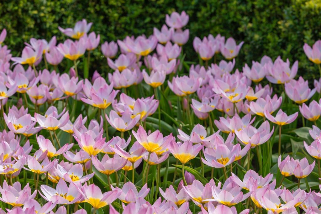 Candia tulip