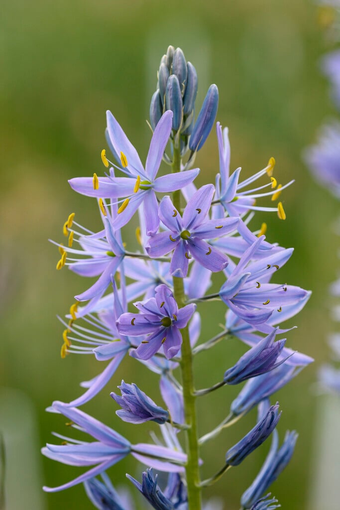 Camassia leichtlinii &Electra& Bulbs/RHS Gardening