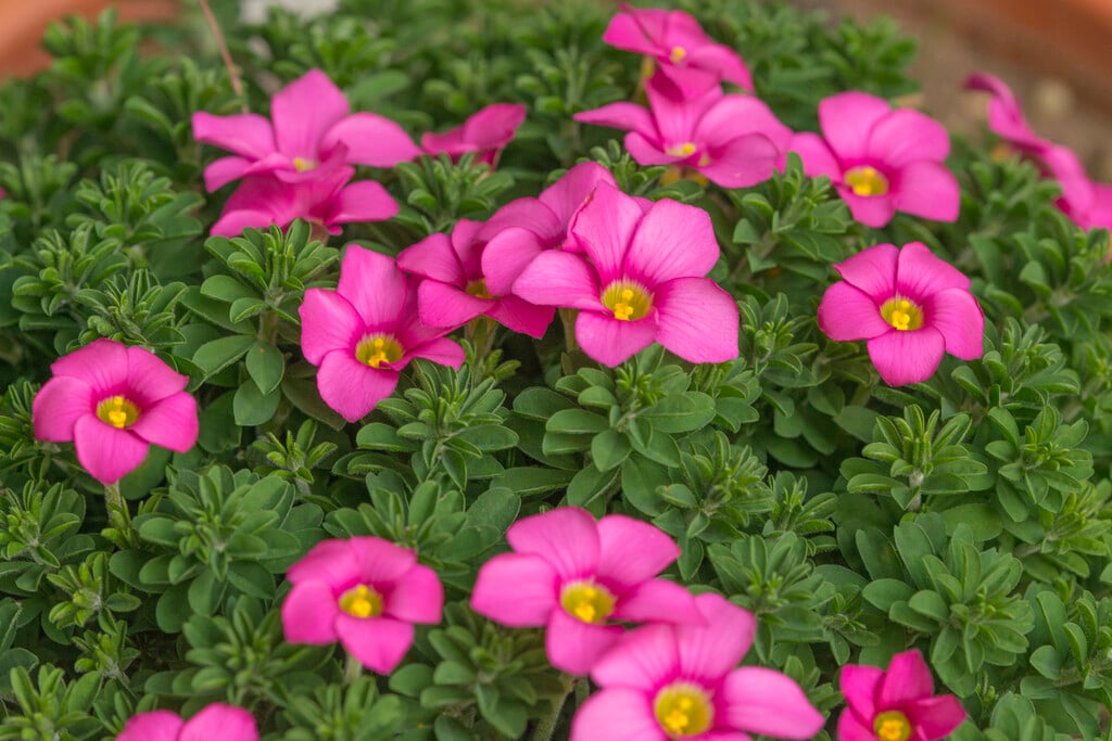 <i>Oxalis</i> <i>hirta</i> 'Gothenburg'