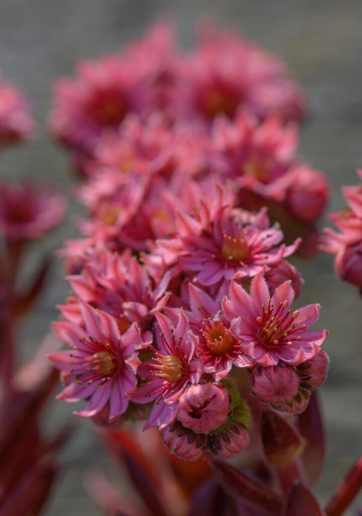 <i>Sempervivum</i> 'Red Spider'