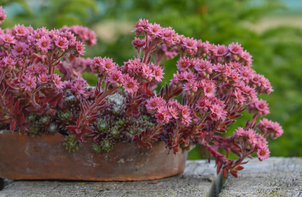 <i>Sempervivum</i> 'Red Spider'
