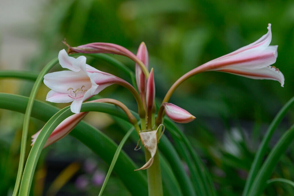 Orange river lily