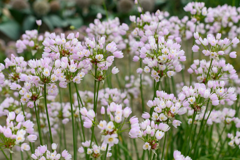 rosy-flowered garlic
