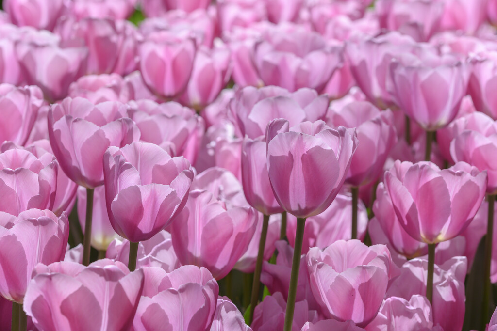 tulip 'Synaeda Amor'