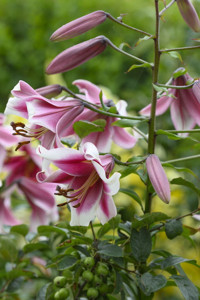 lily 'Friso'