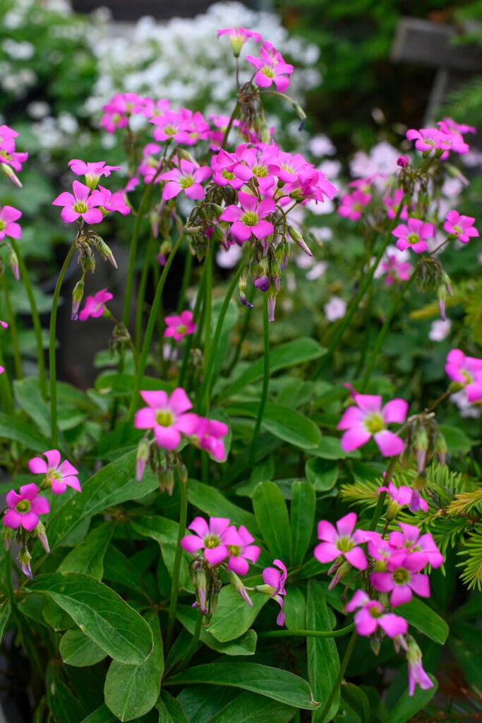 woolly-stemmed wood sorrel