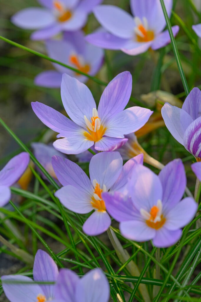 <em>Crocus</em> <em>laevigatus</em> 'Fontenayi'