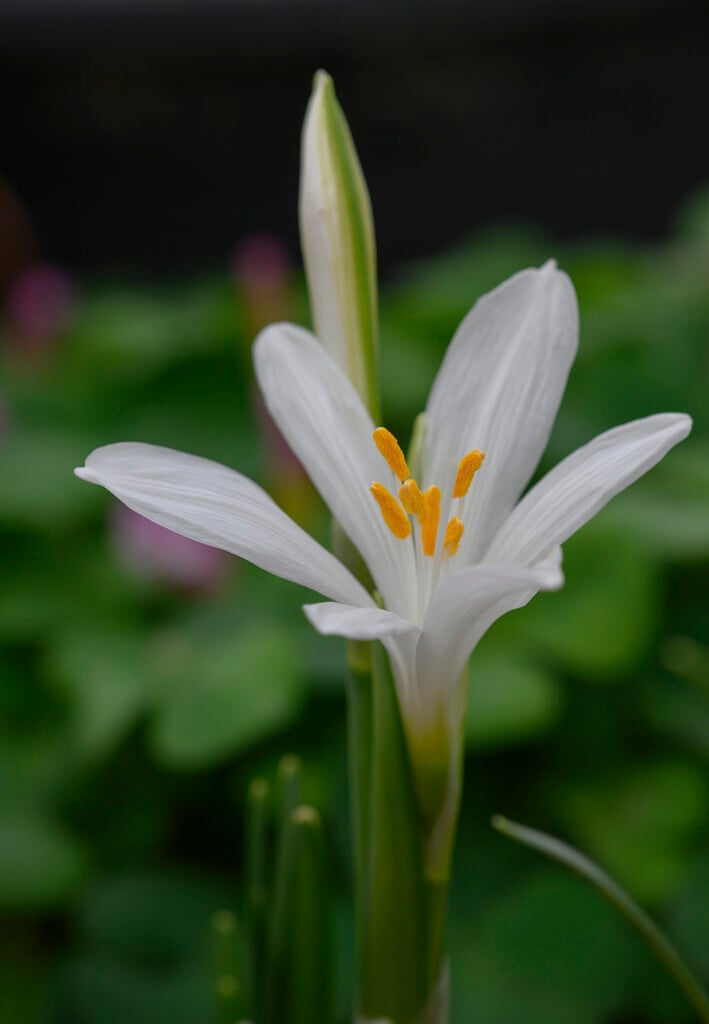 white sternbergia