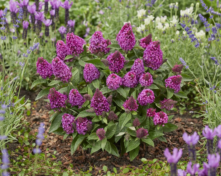 <i>Buddleja</i> <i>davidii</i> [<span style="font-variant: small-caps;">Little Rockstars Red</span>] ('Botex 009') (Little Rockstars Series)